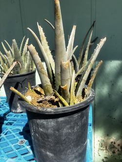 plants for sale