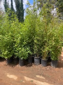 5 Gallon Size - Bamboo Plants- Multiple Varieties