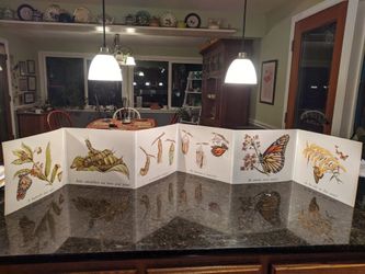 Beautiful Sequence Pictures: Butterfly