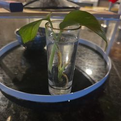 EG Golden pothos Plant (Epipremnum)