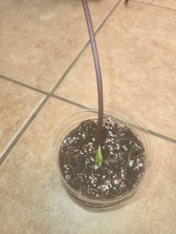 Alocasia regal shield