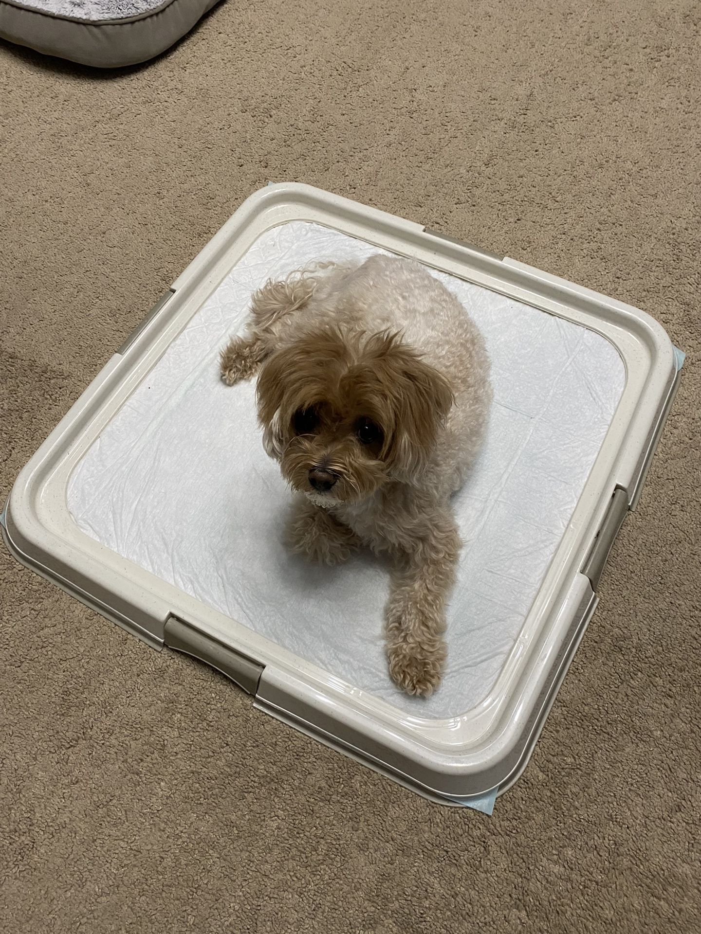 PAWISE Pee Pad Holder - Puppy Training Pad