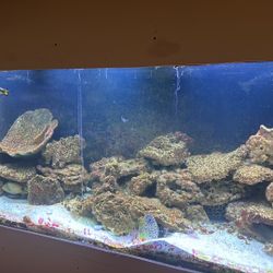220 Gal Fish Tank 