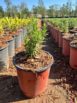 Plantas
