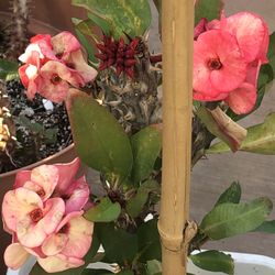 Eskejes De Corona De Cristo