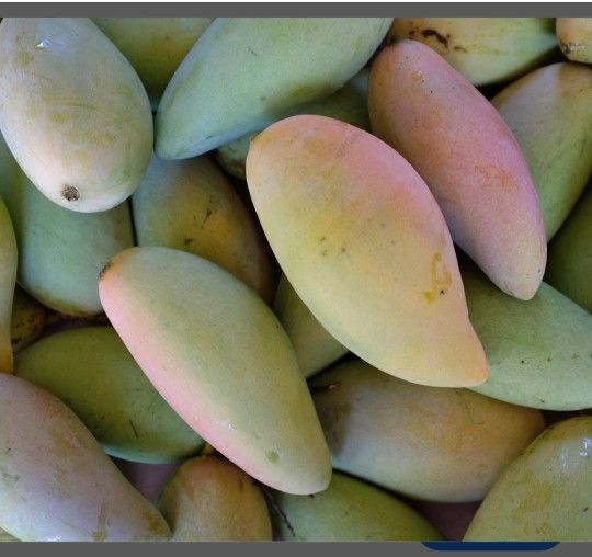 Nam Doc Mai Mangoes