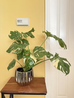 Live Indoor Monstera Variegated Tai Constellation House Plant
