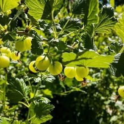 Gooseberry Plant (bare root)