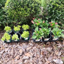 12 Little Plant Six Perennial Six Cactus Crown Of Thorn