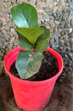 Fiddle Leaf Fig Tree