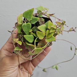 2" String Of Orange River (E)