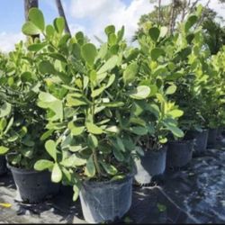 Clusia plants 7 & 15 gallons available