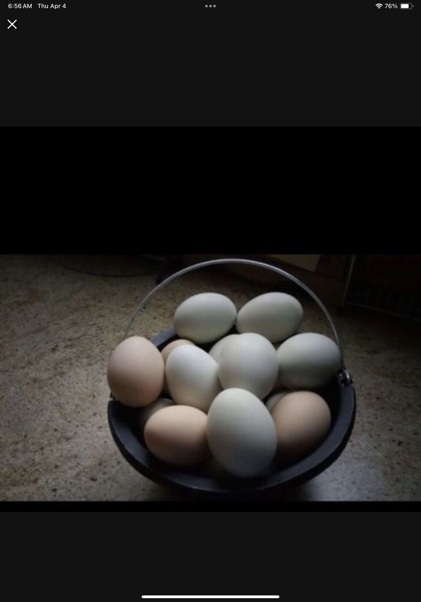 Organic Chicken Eggs