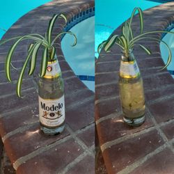 Spider plant long roots / legs rooted in water center piece Halloween
