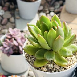 Green Echeveria Louis ( Korean succulents)