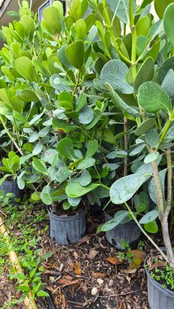 Clusias Plants About 4 feet Tall / instant privacy