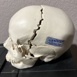 Life-Size Skull