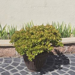 Jumbo Dwarf Like Jade Succulent Plant