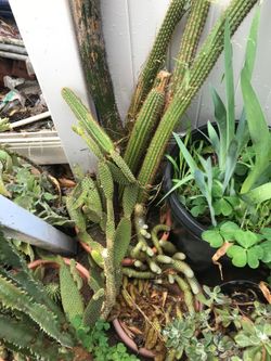 Cactus