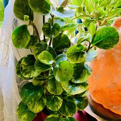 🍀 Peperomia’s known as friendship plants. In Brazil, it is viewed as an agent of LUCK🍀 PLS READ DESCRIPTION 