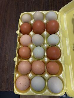 Fresh Eggs