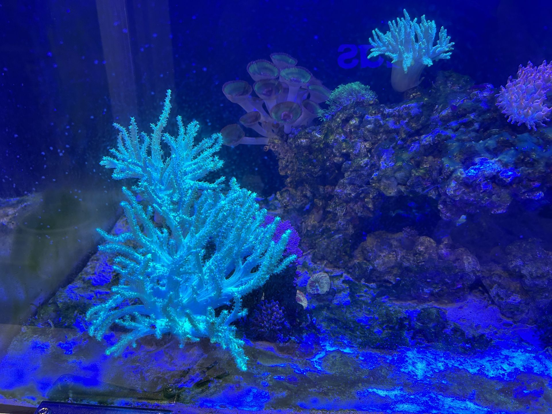 Salt Water Tank For Sale