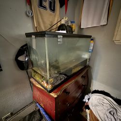fish/ turtle tank