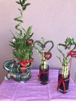 Bamboo de corazon