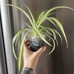 Spider Plant 