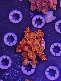 Bright Red Yellow Eye Goni Goniopra