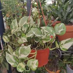 Indoor Hanging Plants 