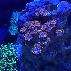 Corals For Sale