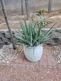 Assorted potted plants - 6 ft tall ponytail palms, 6ft tall oleander trees,  some pots very $$ but moving and need to sell.