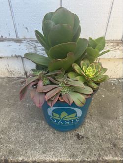 Potted succulents