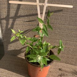 Small Pot Of Carolina Yellow Jasmine Vine, Perennial Comes Back Each Year, Easy Maintenance, Full Sun To Partial Shade
