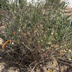 Free Salvia Shrub Plant 