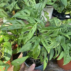 Monstera Adansonii Plants, 6” Diameter Container