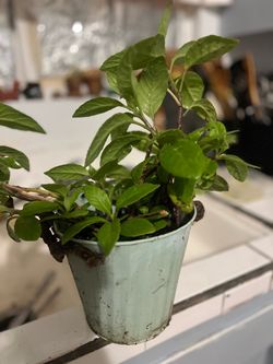 Planta de insulina