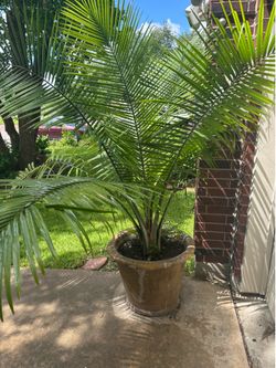 🌴 Graceful Pygmy Date Palm in Large Cement Planter