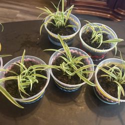 spider plant