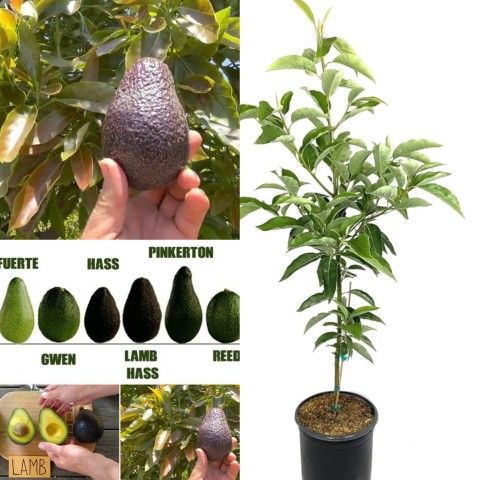 Hass Avocado Grafted Trees 🌳 arboles de Aguacate Mexicano Hass Injertados