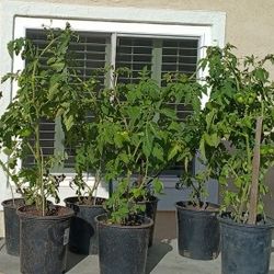 Cherry Tomato Plants