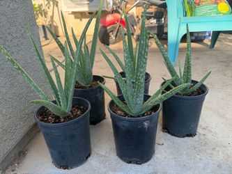 Aloe Vera