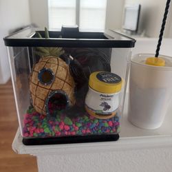 Beta Fish Tank