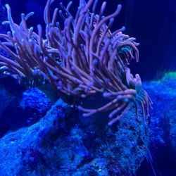 Anemone Fake Aquarium Saltwater