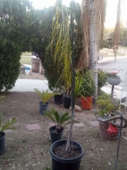 Queen Palm Tree 🌴 Fast Growing • Tropical Landscape Tree
Palma Reina 🌴 Crecimiento Rápido • Estilo