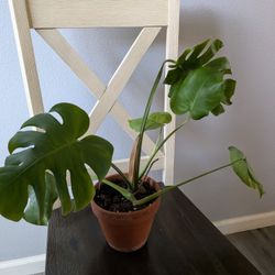 Monstera Houseplant 