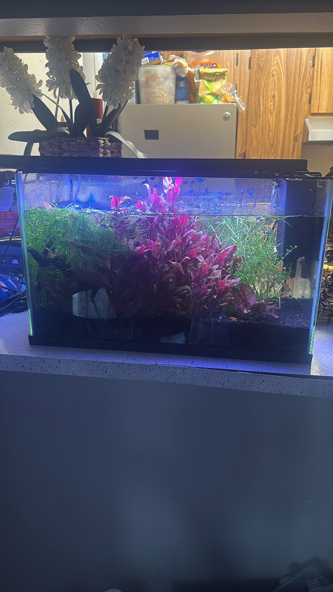 Fish Tank ( Live Plants)