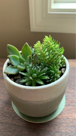 Succulents in Unique handmade green, blue, and white ceramic plant pot