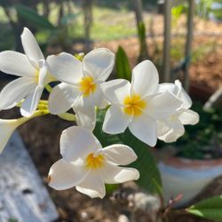 Potted Plumeria Seedlings Rooted Frangipani Flower